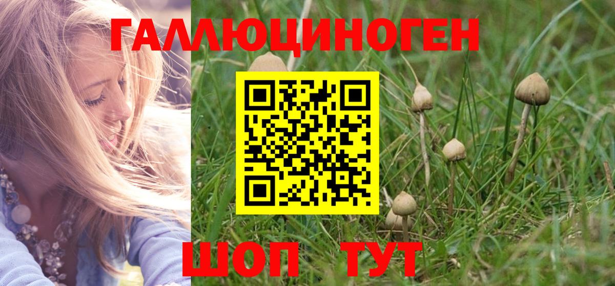 Псилоцибиновые грибы Cubensis Гусев